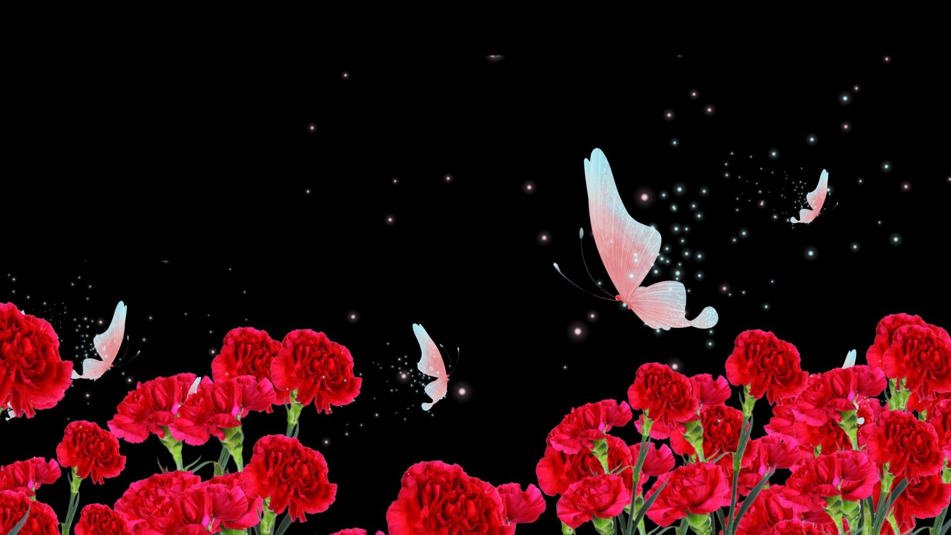 康乃馨花丛蝴蝶飞舞动画带透明通道视频的预览图
