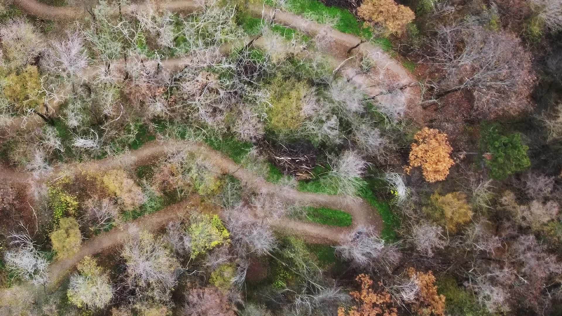 山上骑着山车在秋天的森林里爬上山丘视频的预览图