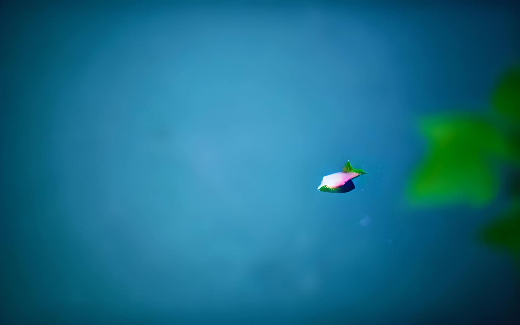 平静水面上的荷花花瓣视频的预览图