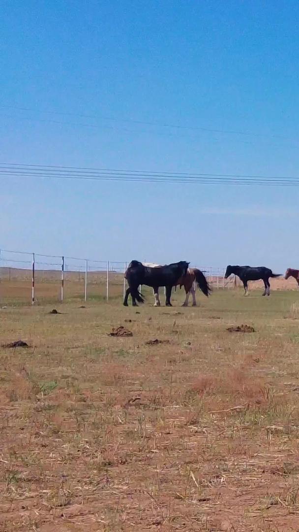 在草原上拍摄蓝天下悠闲吃草的马匹视频的预览图