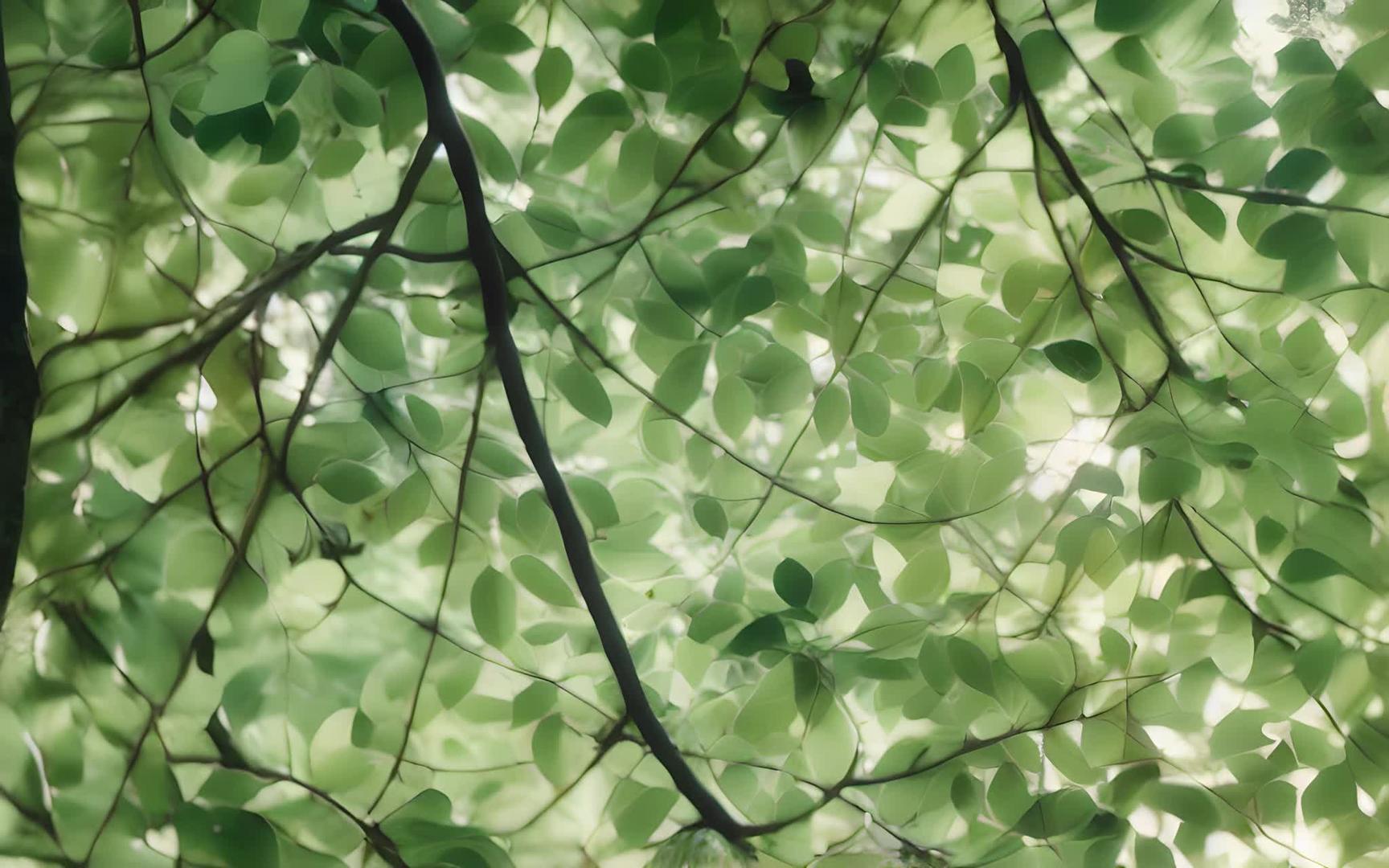 绿叶背景植物清新环境视频的预览图