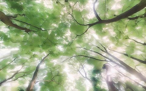 仰望天空枝干树木枝繁叶茂视频的预览图