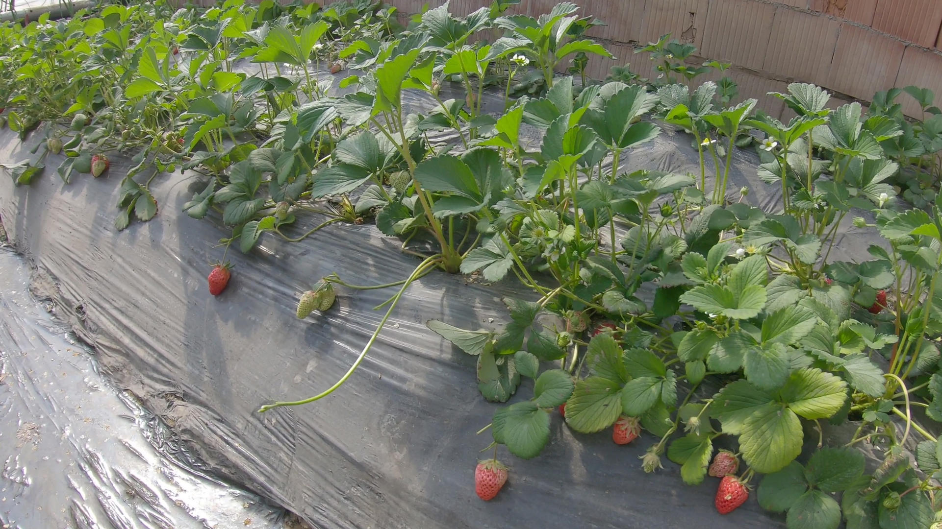 大棚温室草莓种植经济作物视频的预览图