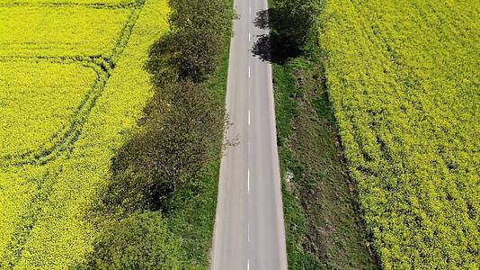 黄色田野上美丽的道路在空中用种子卡诺拉观察视频的预览图