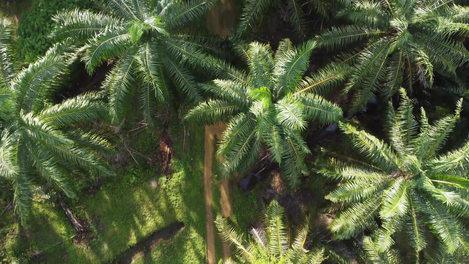 在空中飞行的棕榈树上方视频的预览图