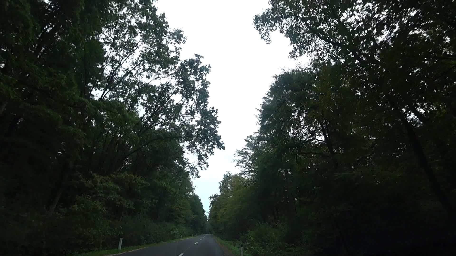 沿着茂密的黑暗森林行驶视频的预览图
