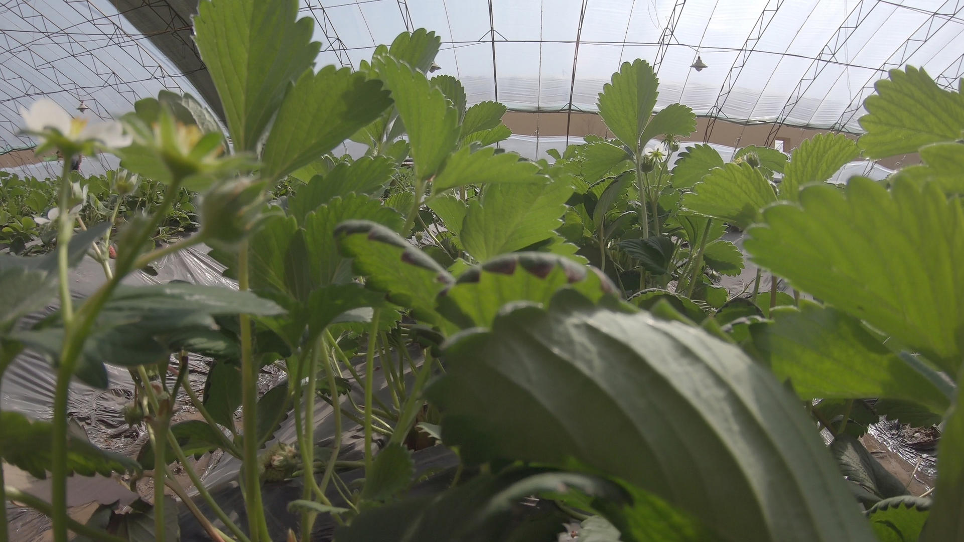 农业科技大棚温室技术设备生产草莓种植视频的预览图