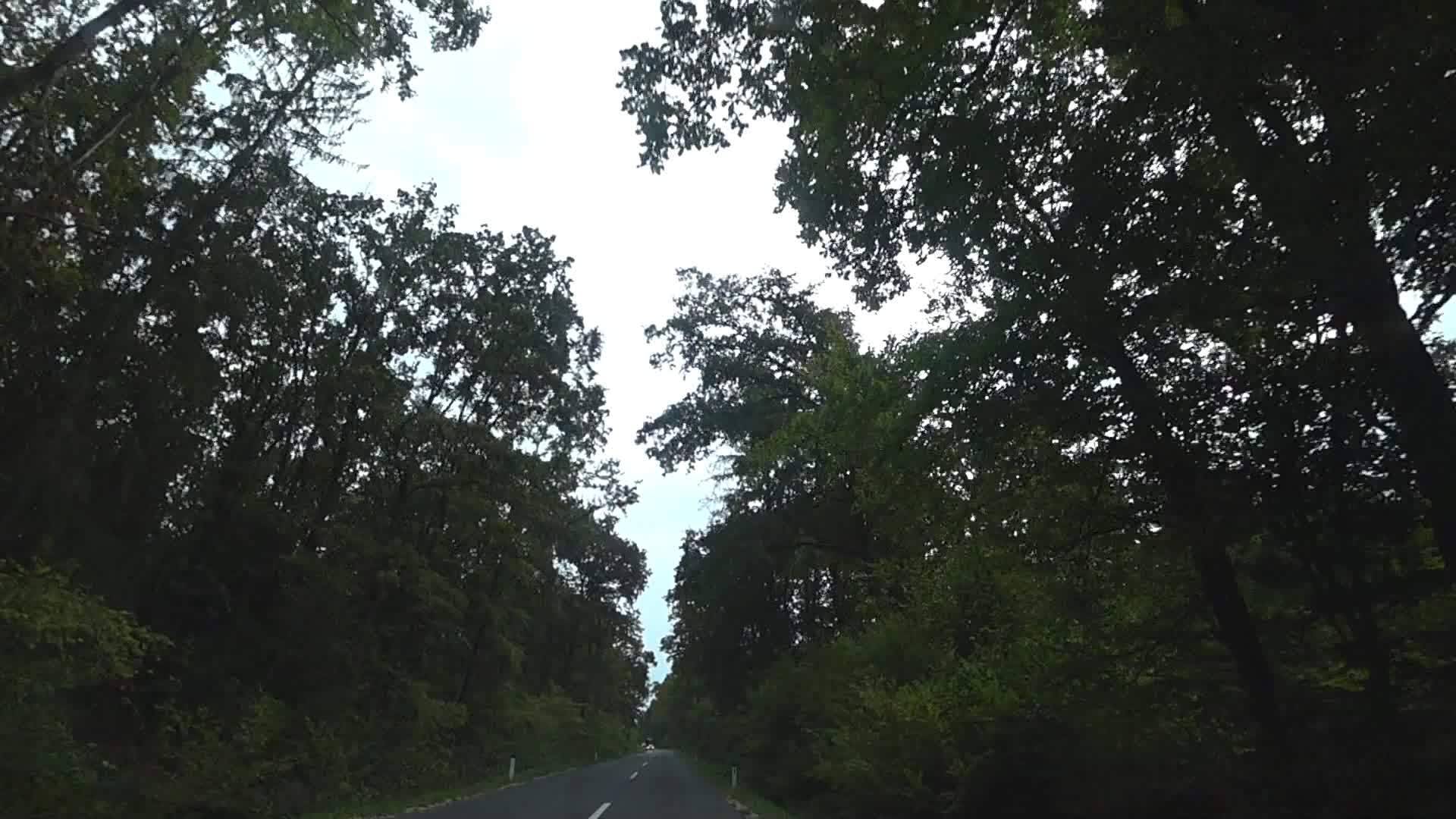 在一片多云的日子里穿过茂密的树木穿过平坦的道路视频的预览图