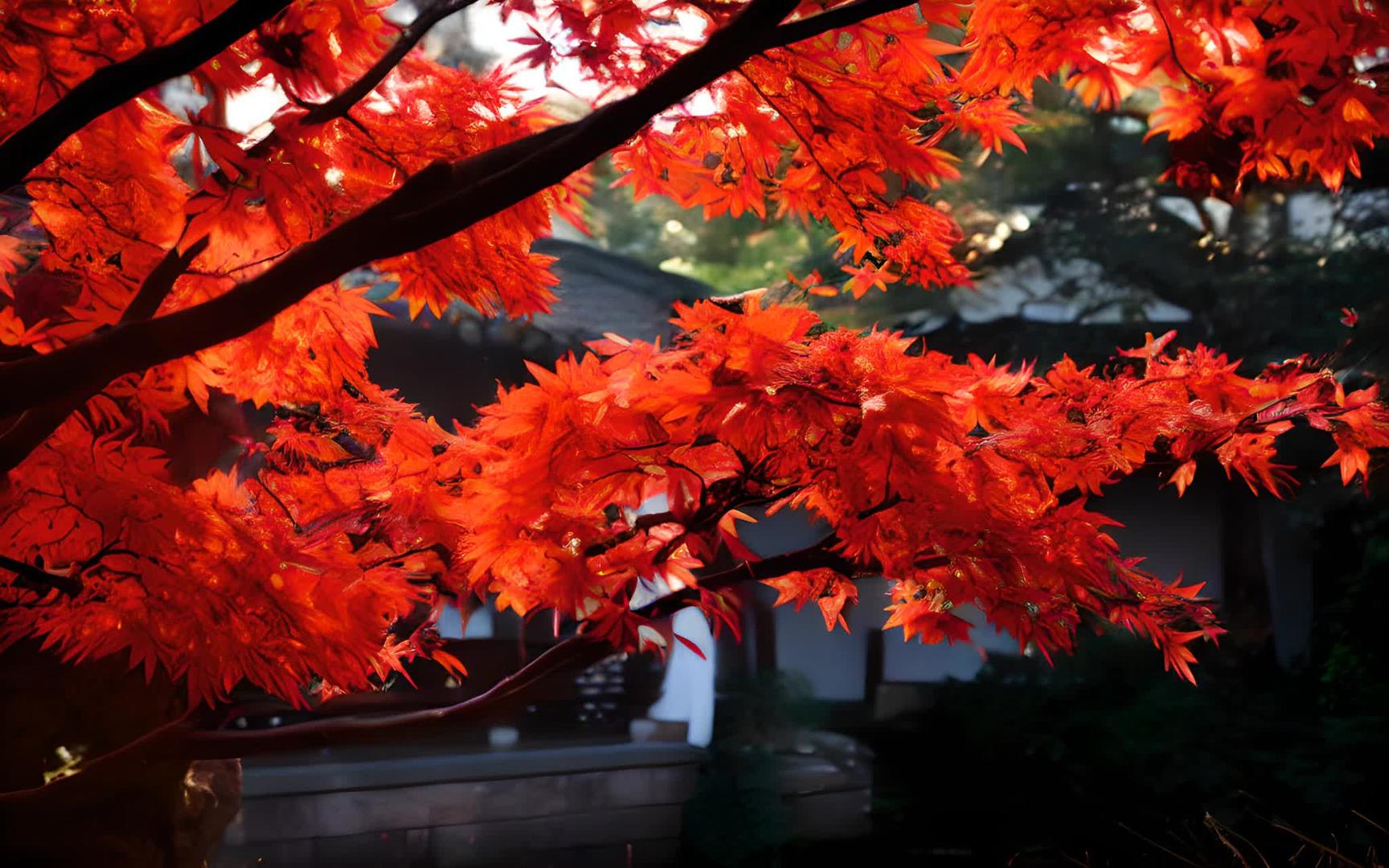 秋天的红枫视频的预览图