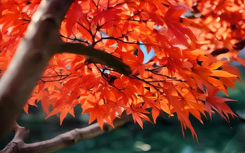 秋天的红枫视频的预览图