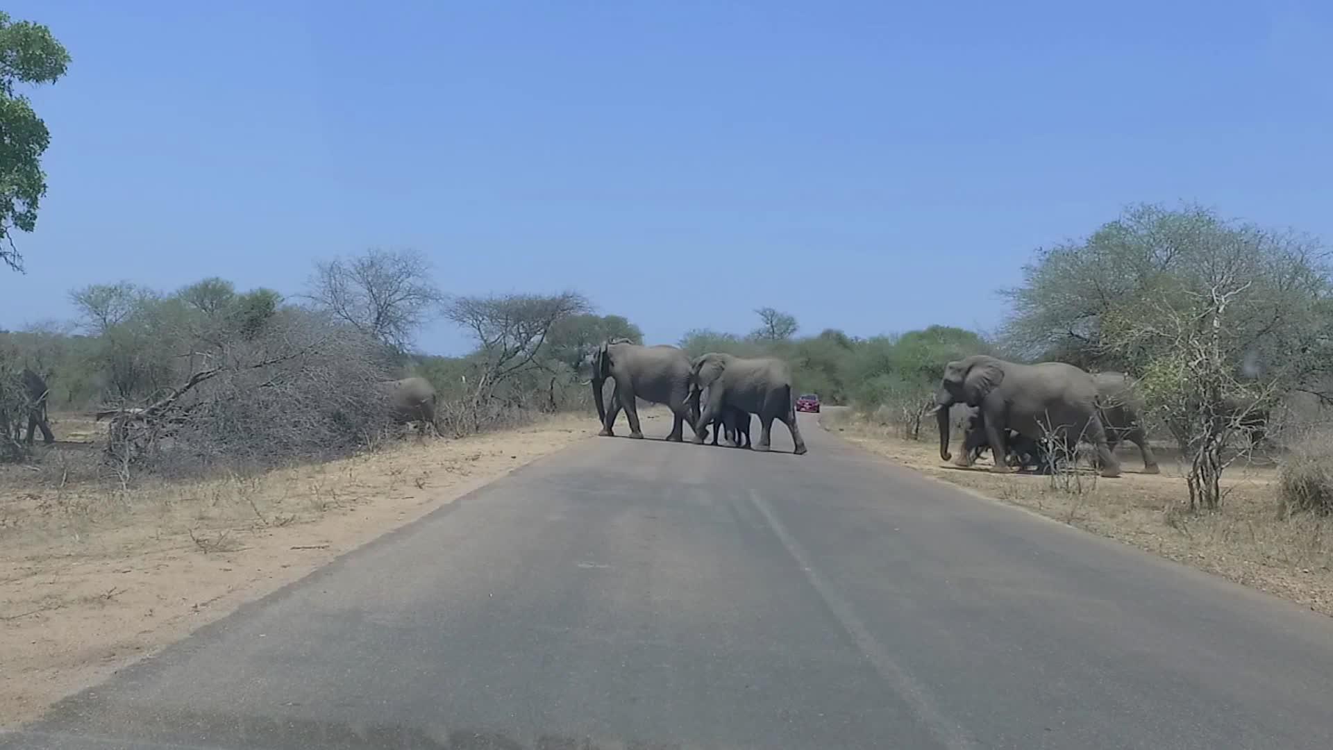 大象穿过野外的十字路口视频的预览图