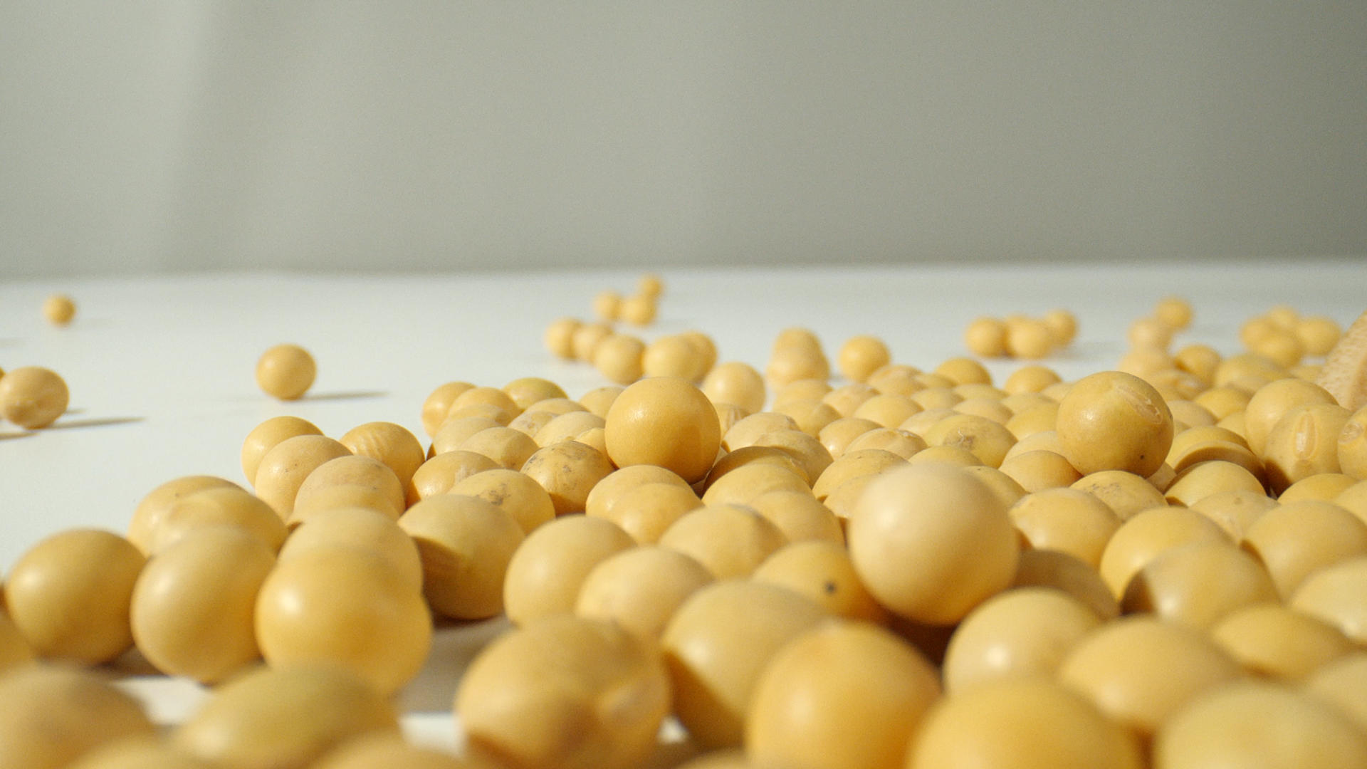 4K黄豆豆类五谷杂粮大豆视频的预览图