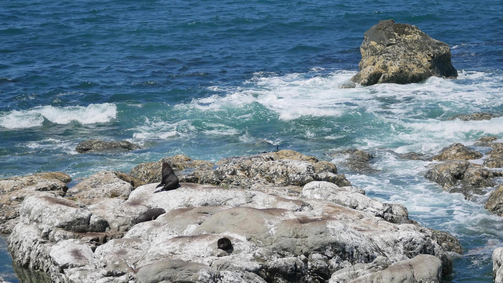 新西南岛Kaikoura海豹皮海豹停留在岩石上视频的预览图