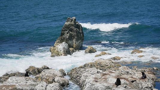 新西兰南岛Kaikoura海豹在岩石上的聚居地视频的预览图