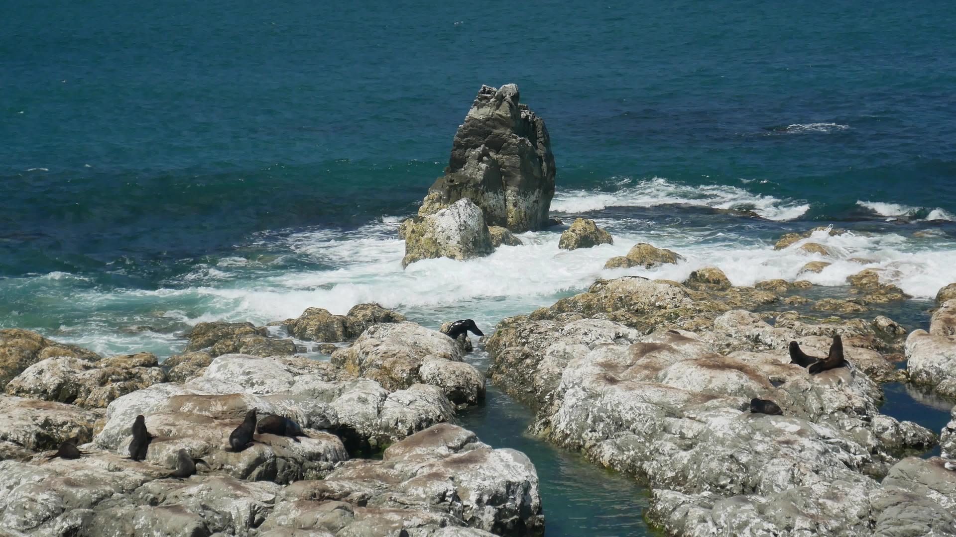 在Kaikoura新西兰挑战波浪视频的预览图