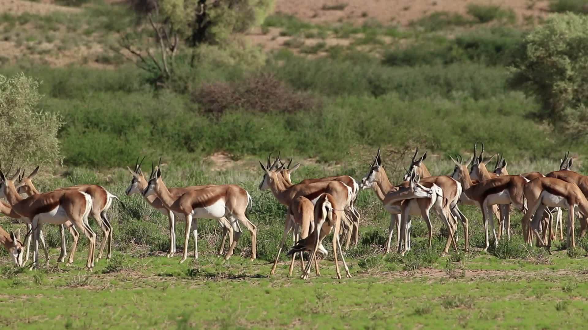 卡拉哈里沙漠蚁群视频的预览图