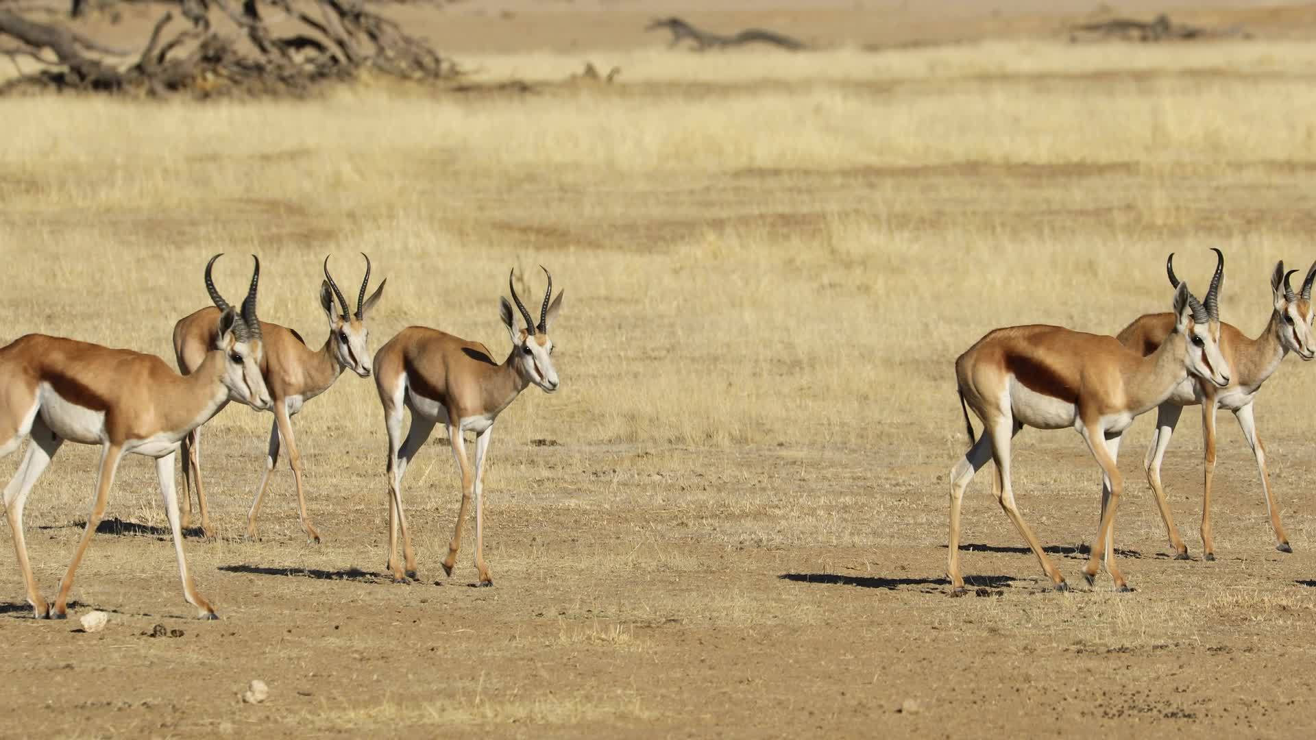 秋羚羊卡拉哈里沙漠在横线上行走视频的预览图