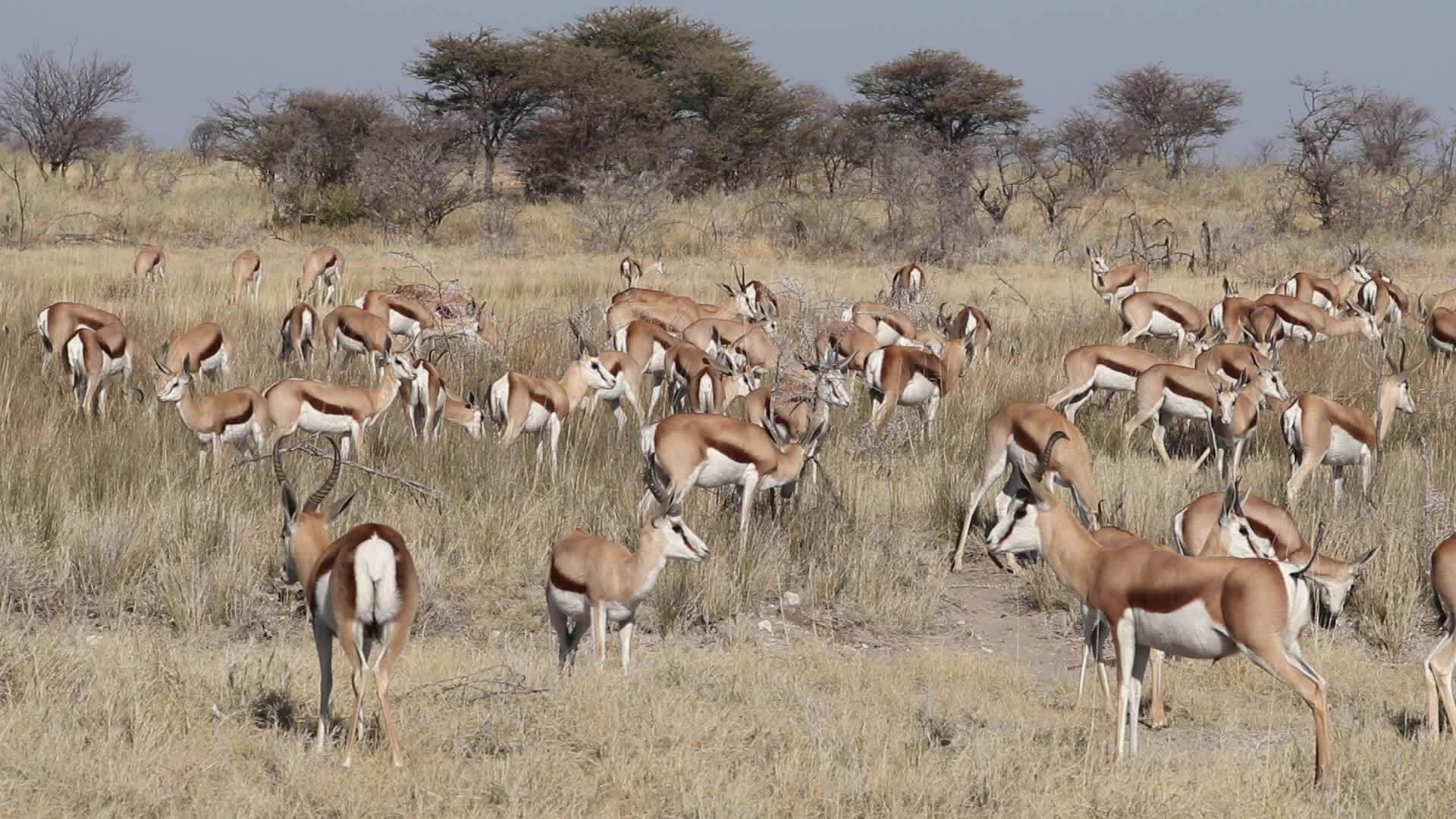 羚羊群视频的预览图