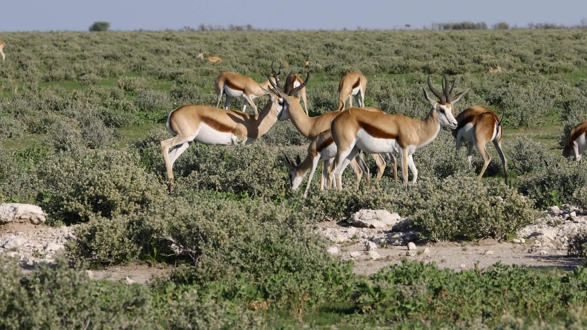 Etosha国家公园Etosha国家公园视频的预览图