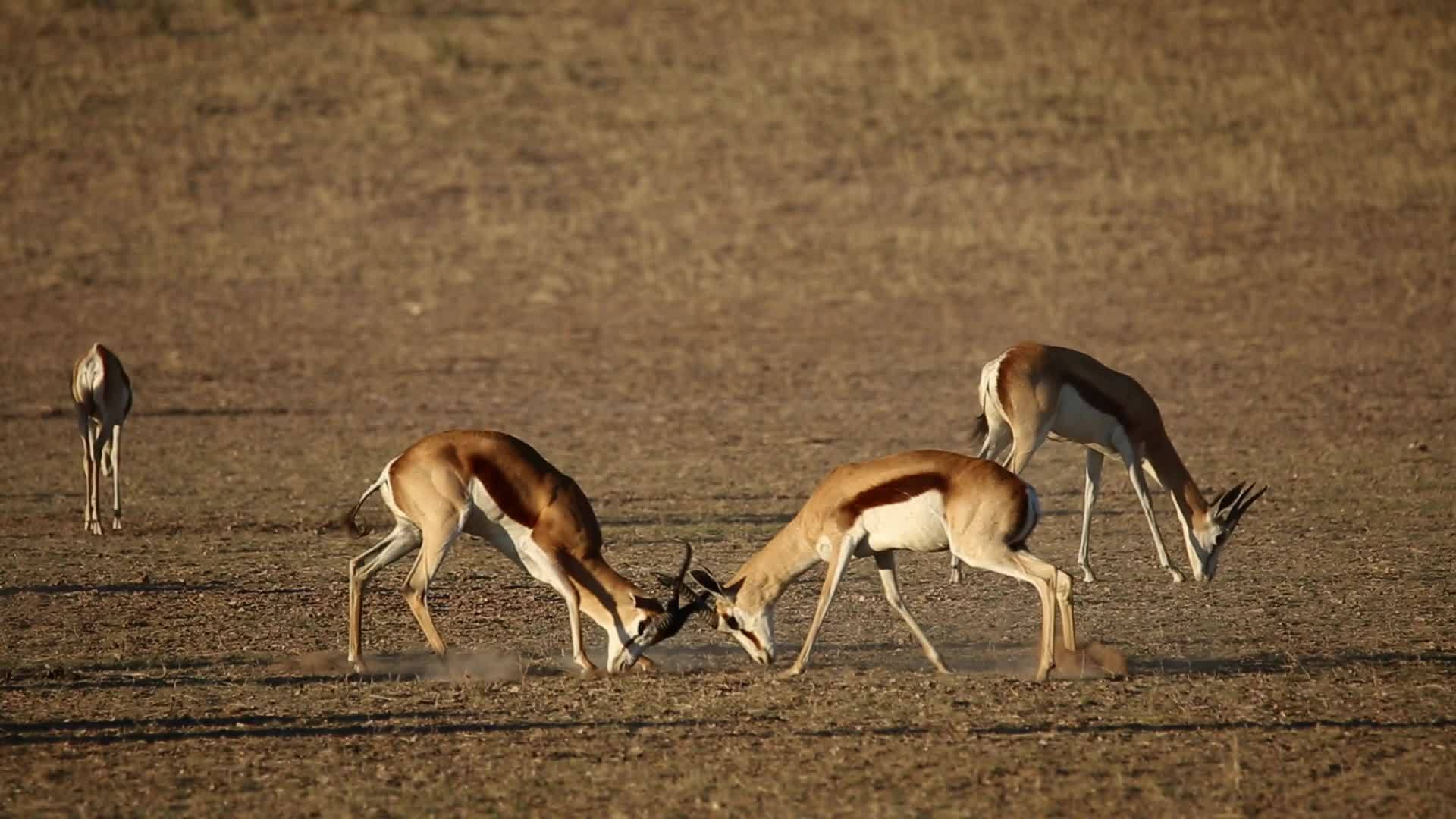 战斗弹簧虫羚羊视频的预览图