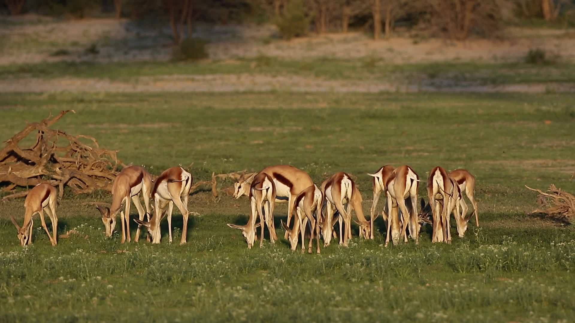 正在喂食的春羚羊视频的预览图