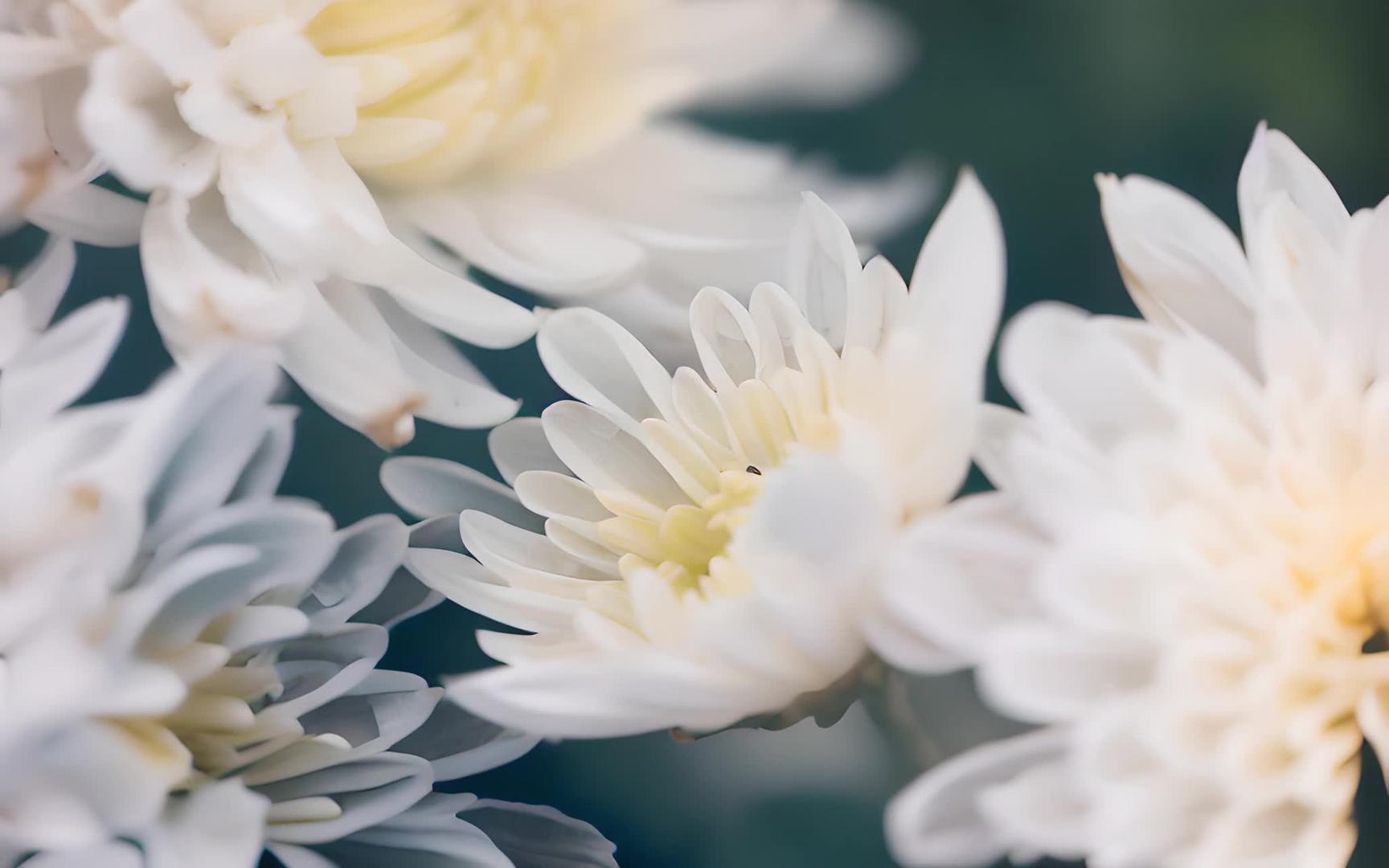 清新自然的白菊花视频的预览图