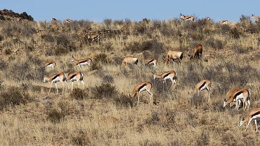 African在干草原上觅食的羚羊视频的预览图