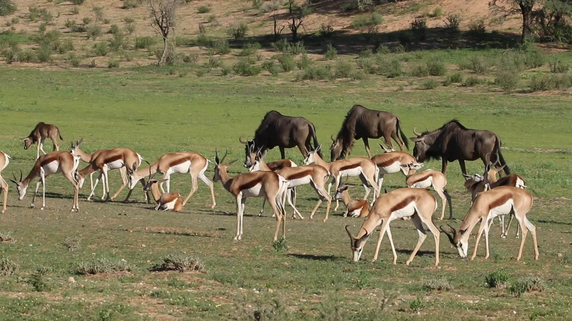 春天的羚羊和野马视频的预览图