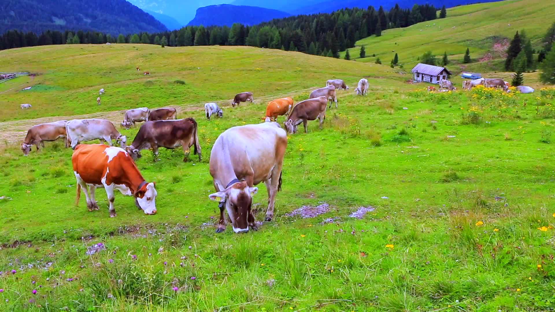 牛在美丽的草地上吃草奶牛视频的预览图