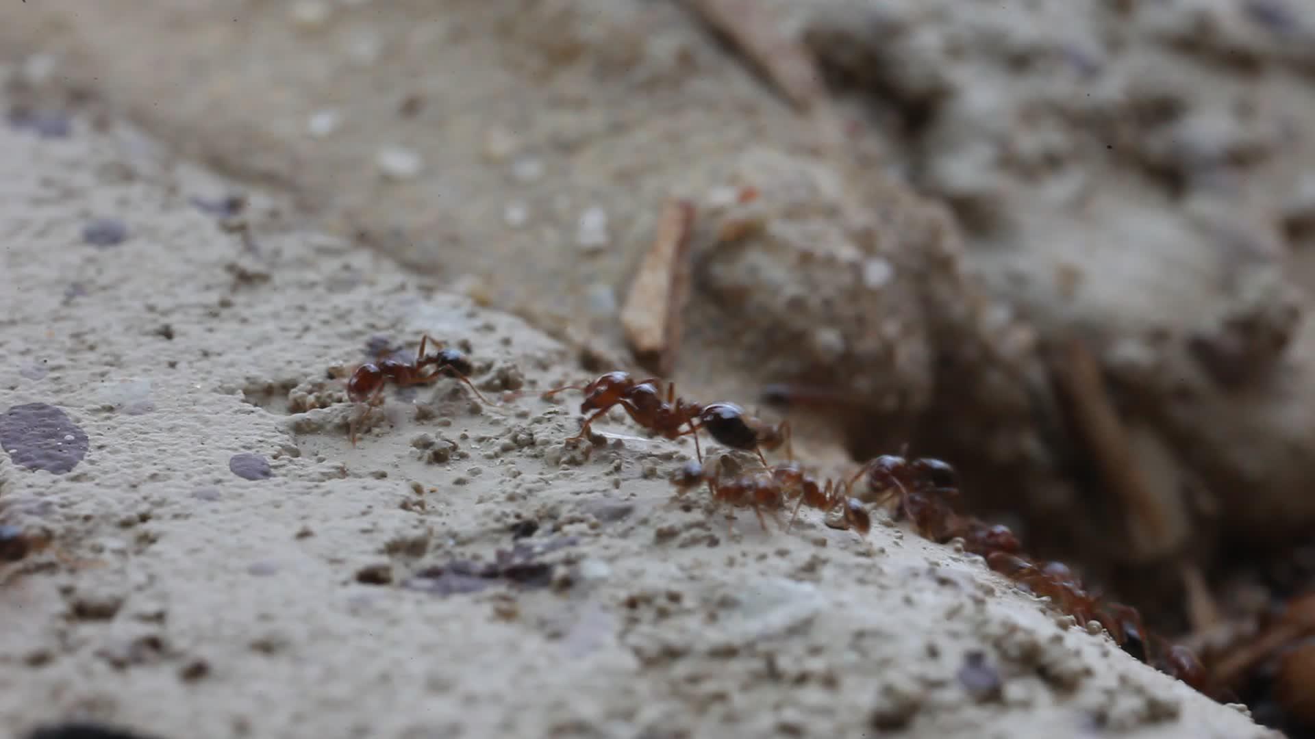 蚂蚁的足迹视频的预览图