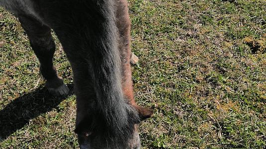 调皮的小马吃草的农民检查他的屁股 看看冬天皮毛的蜕皮视频的预览图