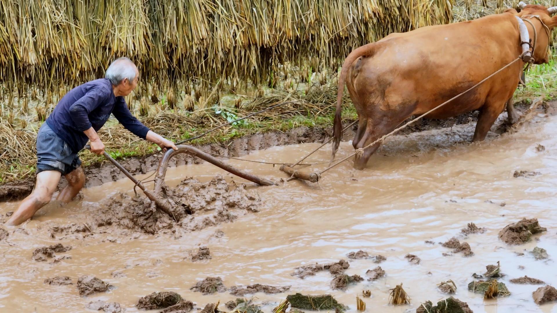 农村传统农耕视频素材4K实拍视频的预览图