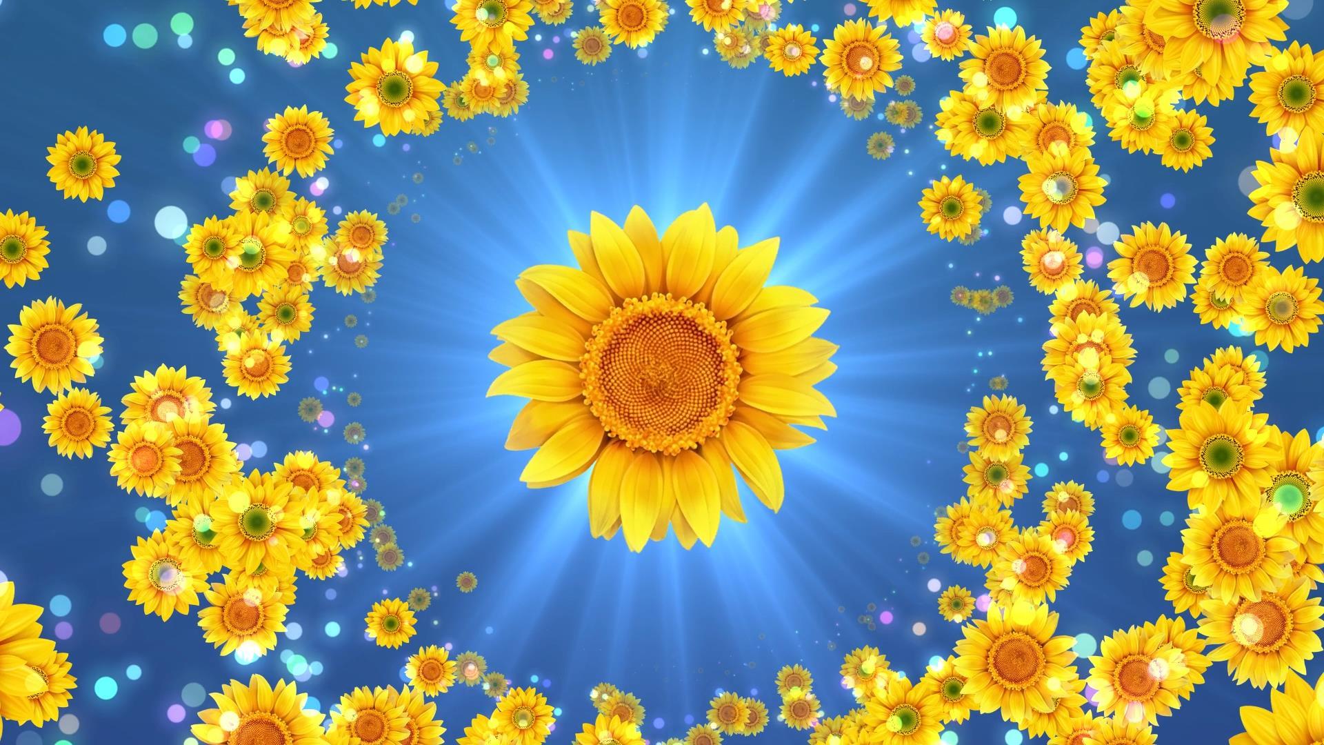 动态大气光效向日葵旋转视频背景元素视频的预览图