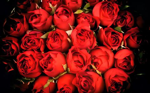 红玫瑰花朵视频的预览图