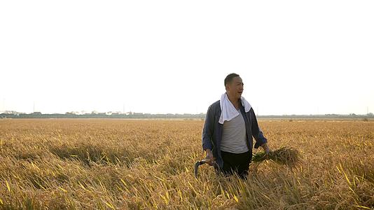 行走在田野中查看水稻的农民视频的预览图
