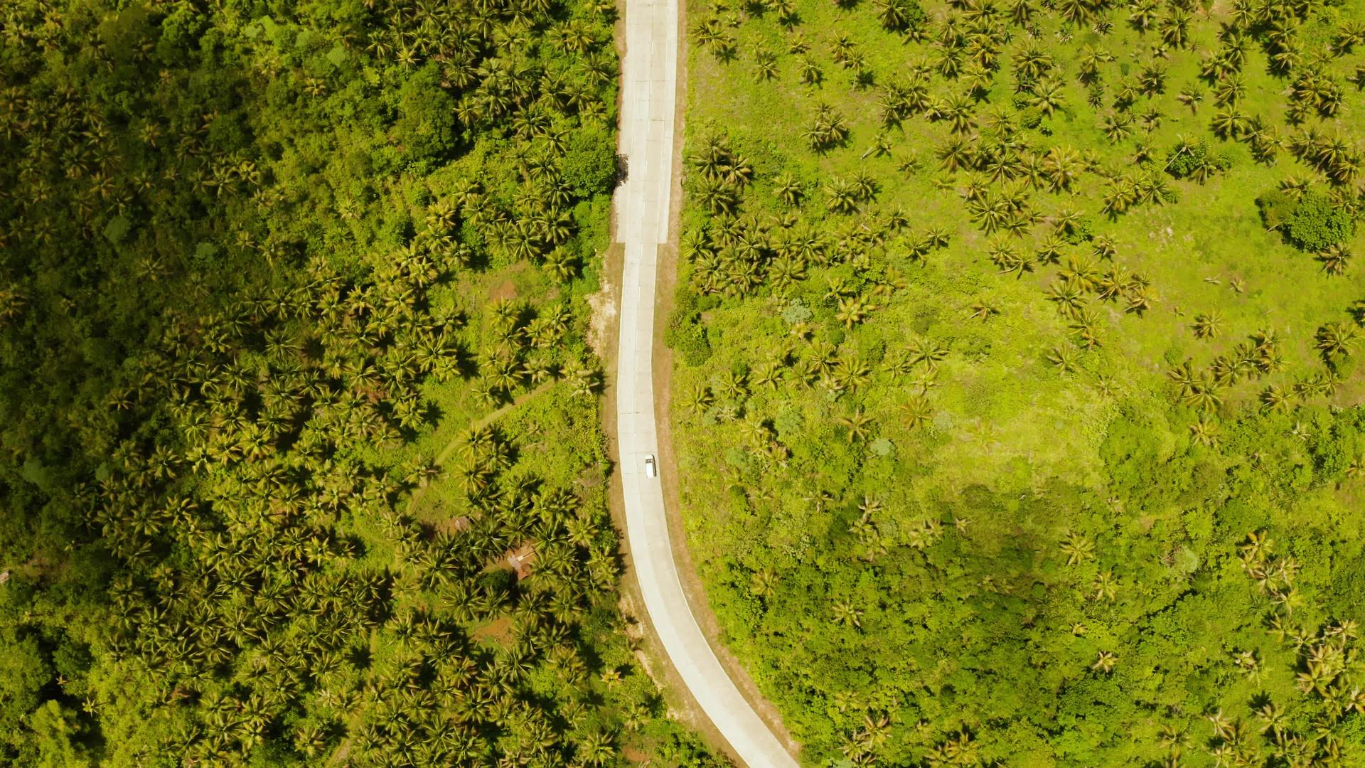 高速公路丛林和椰枣树之间的公路视频的预览图