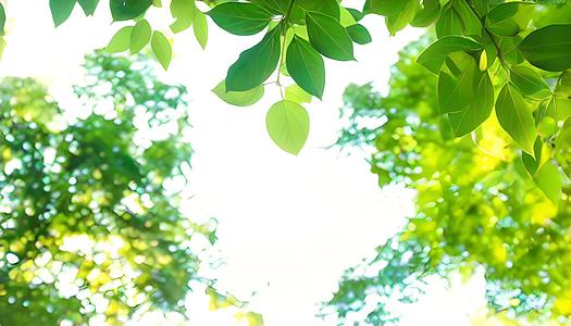 新鲜绿色树叶背景材料材料视频的预览图