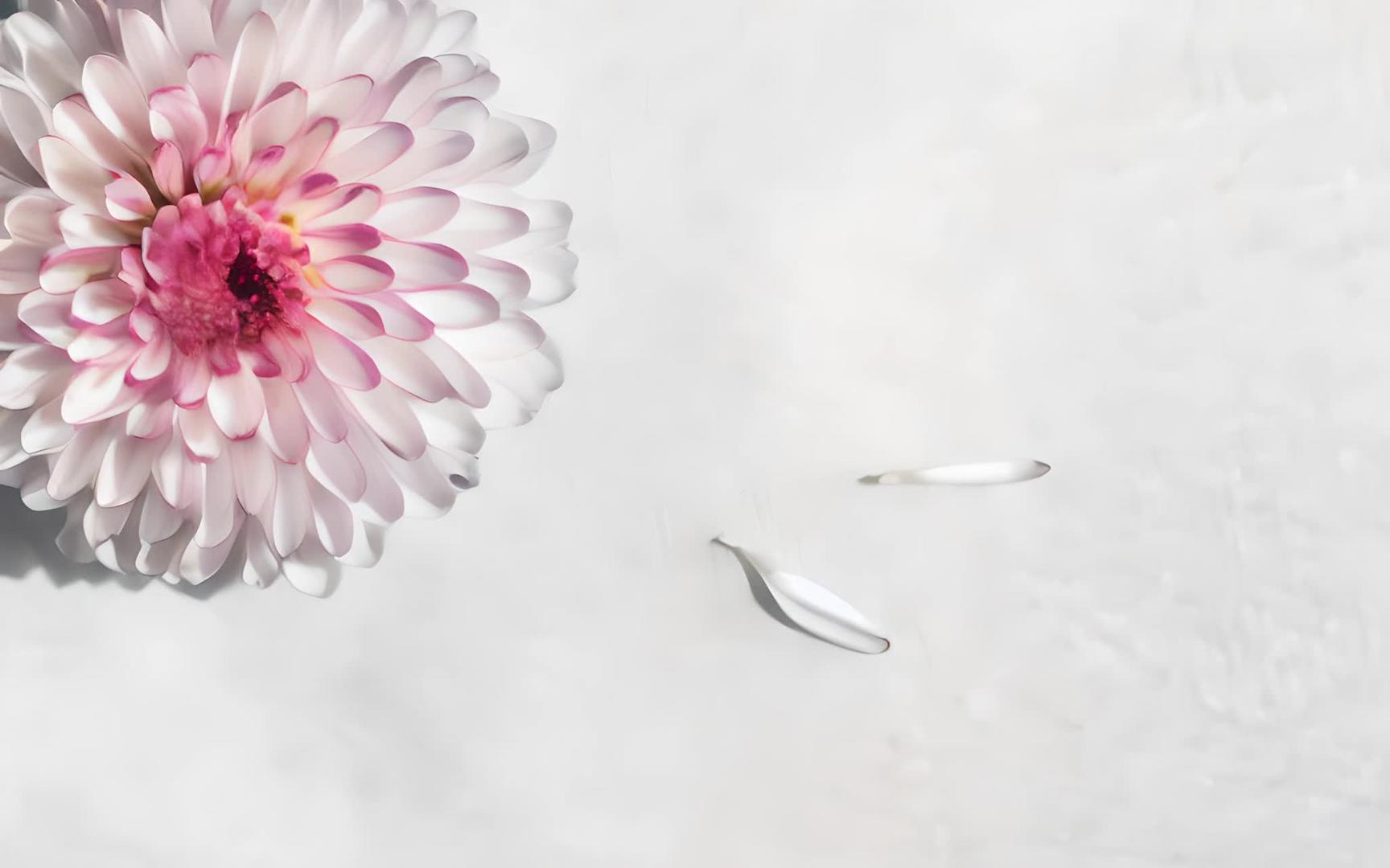 雏菊的淡淡香味视频的预览图