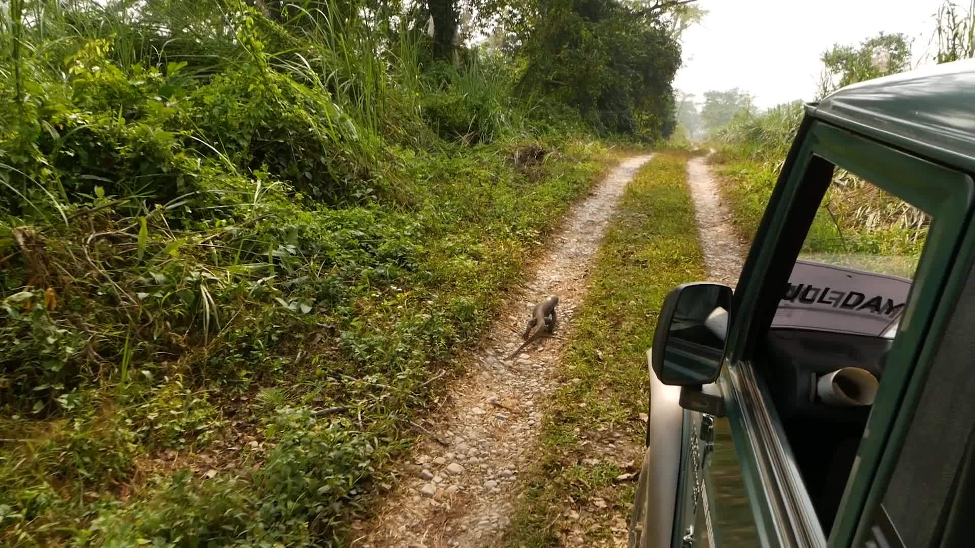 在Nepal的Chitwan偏远的国家狩猎公园森林视频的预览图