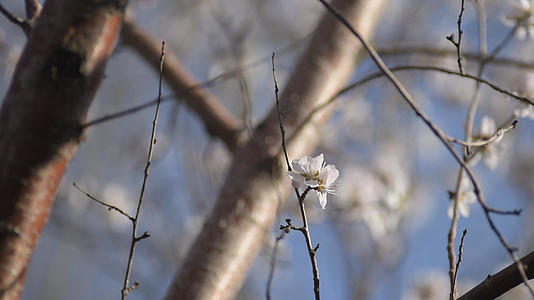 春季梨树开花结果视频的预览图