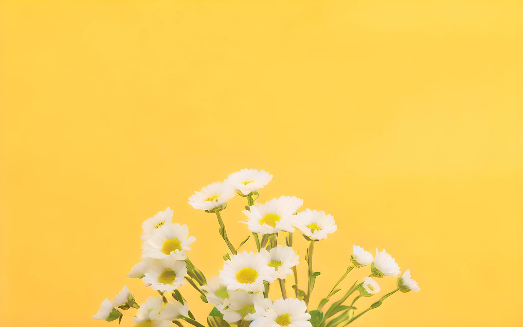 小雏菊在黄色背景下视频的预览图