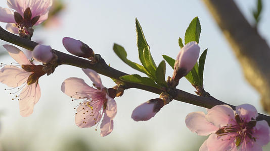 桃花种植美景实拍素材背景视频的预览图