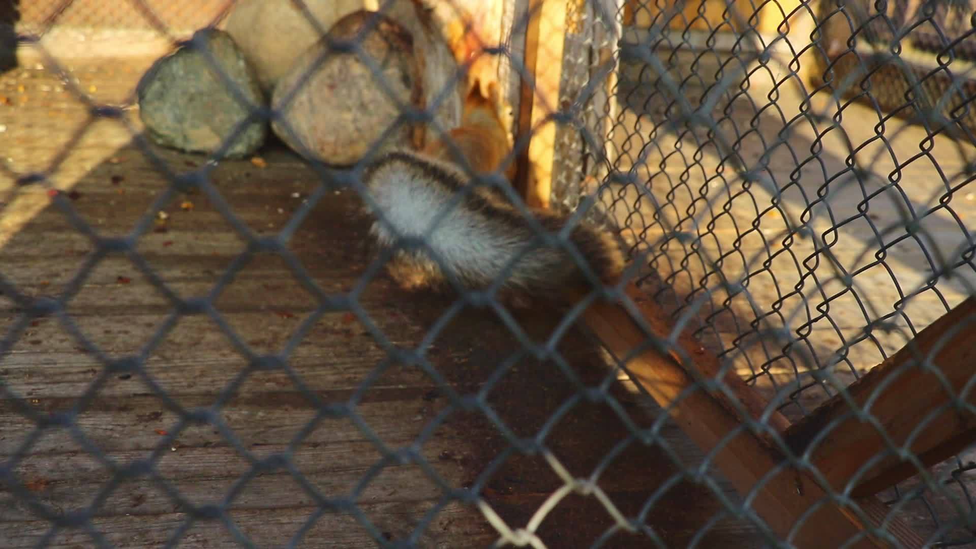 快速美丽的红松鼠在笼子里跑来跑去视频的预览图