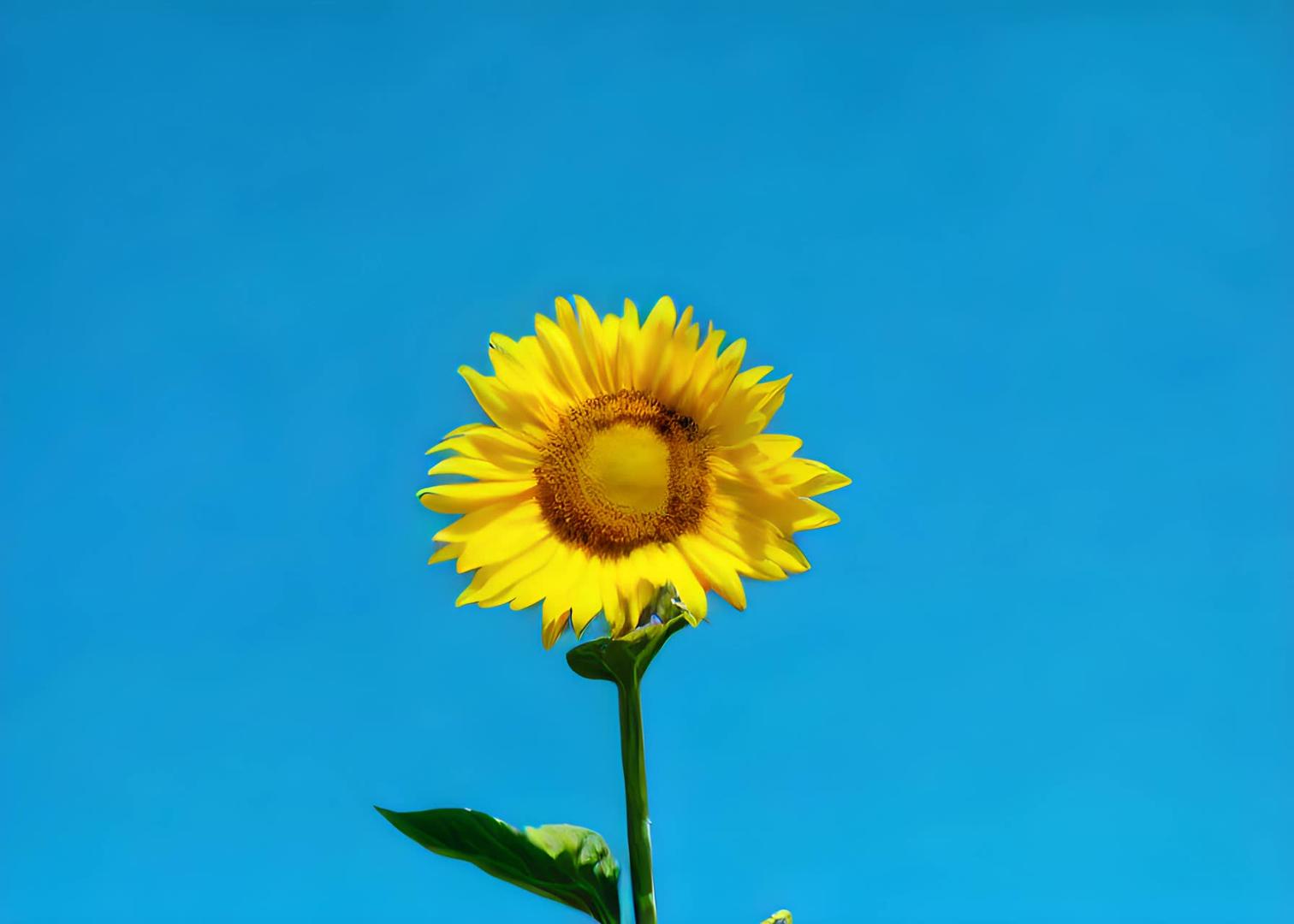 向日葵在蓝天下视频的预览图