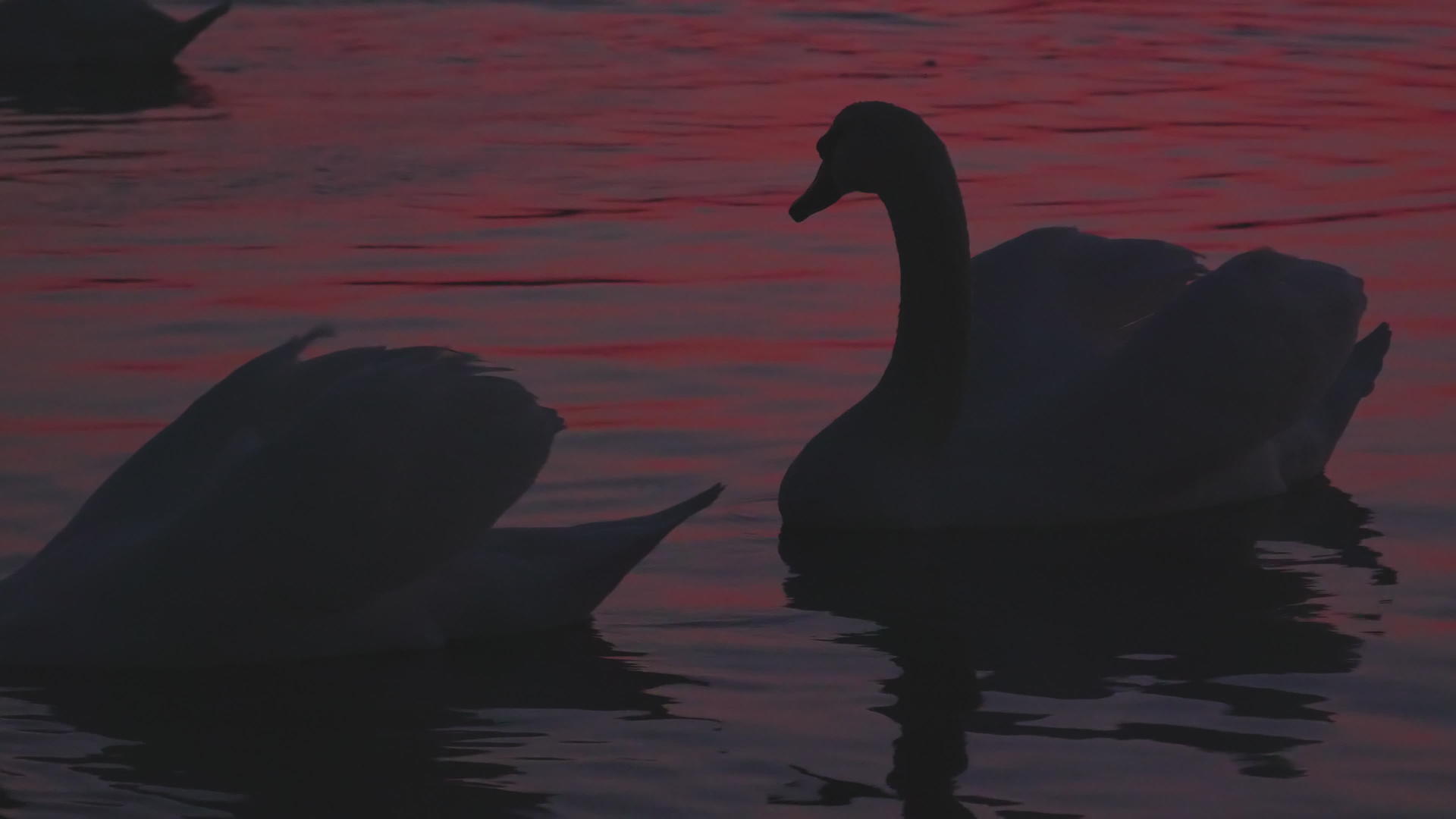 日落时湖边的白天鹅视频的预览图