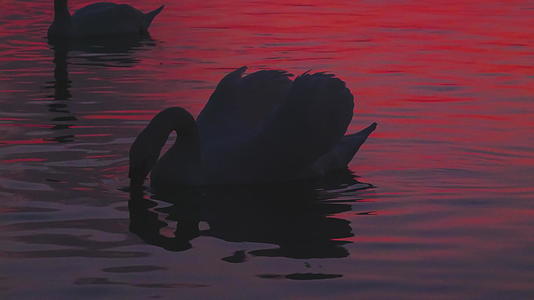 湖边白天鹅饮用水的轮廓是粉红色的日落反射视频的预览图