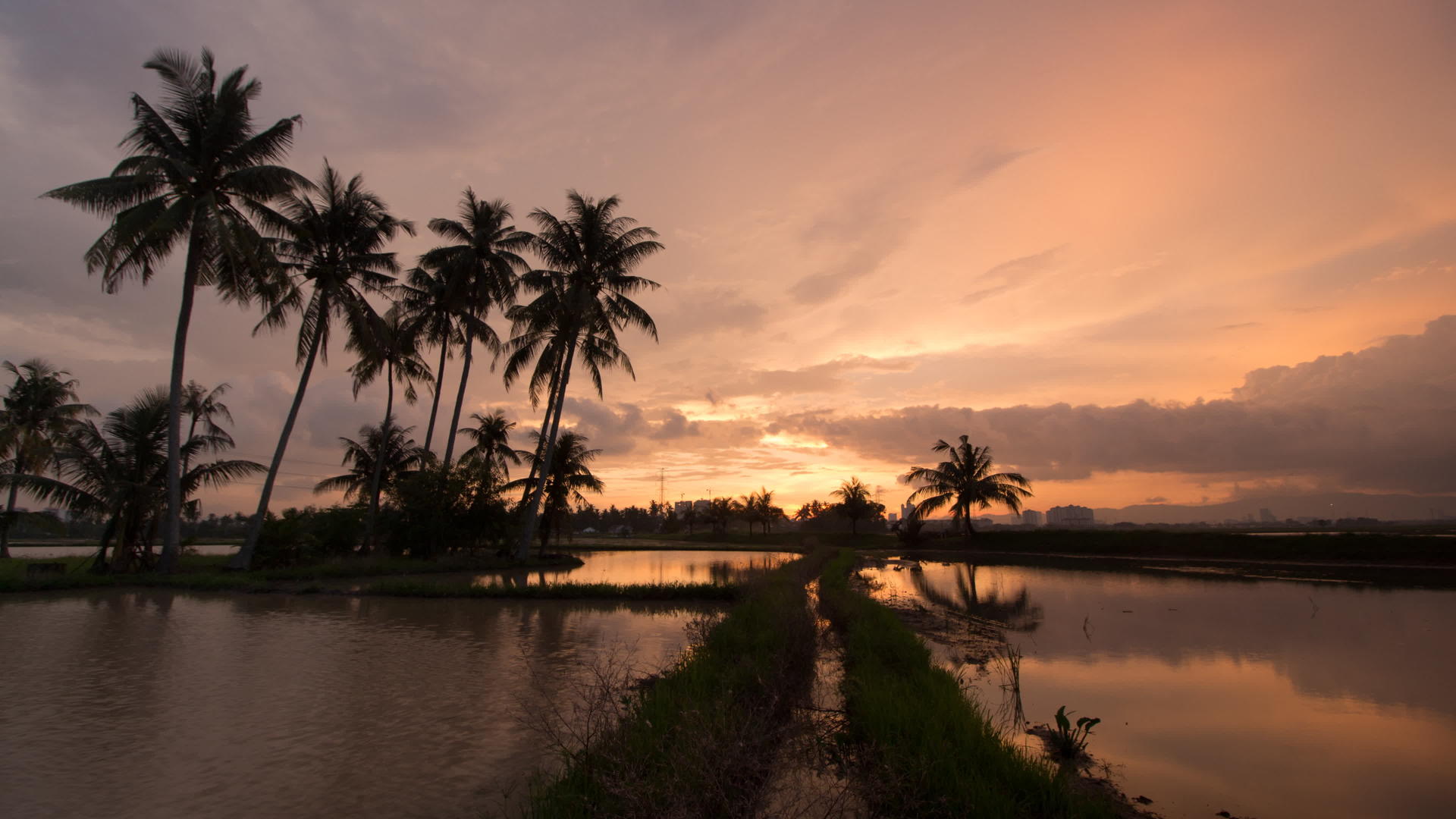 日落时间椰子岛视频的预览图