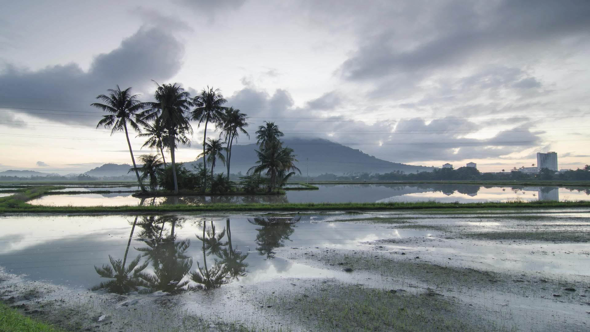 清晨时空阴暗椰子树在水中反射视频的预览图