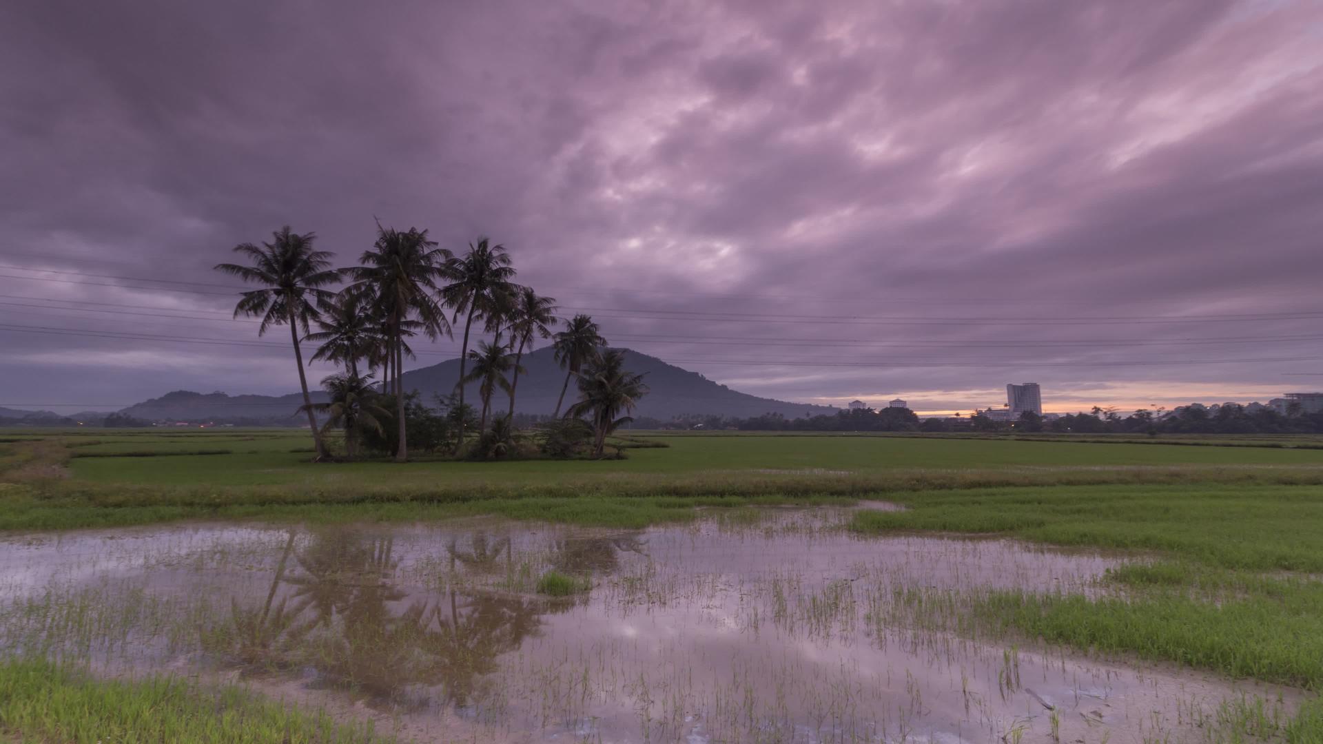 多云的椰子树天气视频的预览图