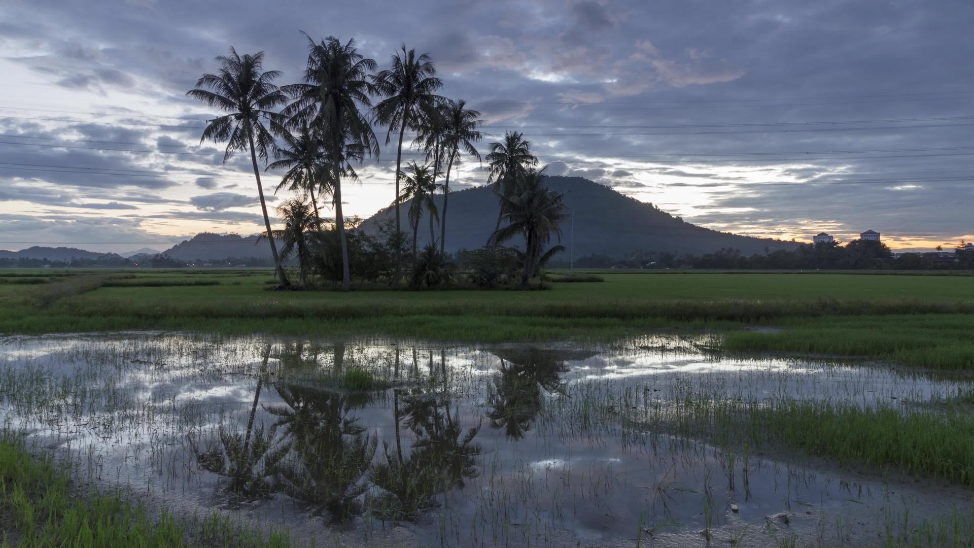 日出在稻田中反射椰子树视频的预览图